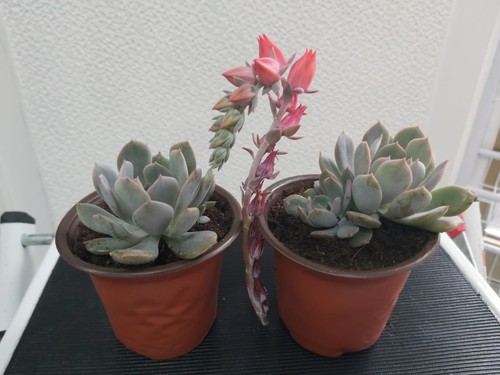 Vasetti cm di echeveria - 2, 9