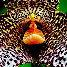 Dracula Species 'Gongora' pianta fiorita orchidea Masdevallia