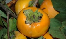 Pianta di Kako Lotus: varietà