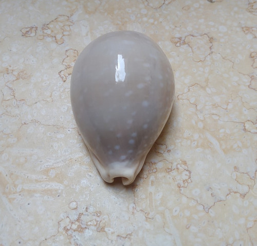 Camelopardalis cypraea wow - camelopardalis,