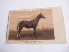 Cagliari - Abbasanta allevamento del puro sangue arabo - spedita f. p. 