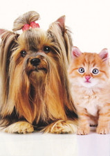 Yorky  Postcard  *  Yorkshire