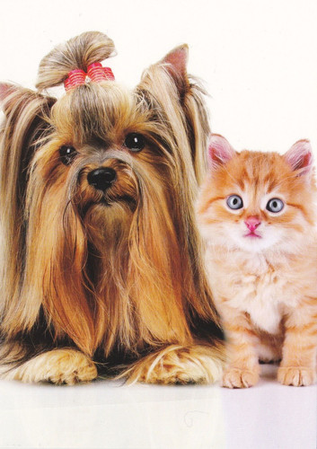 Yorky postcard yorkshire - *,