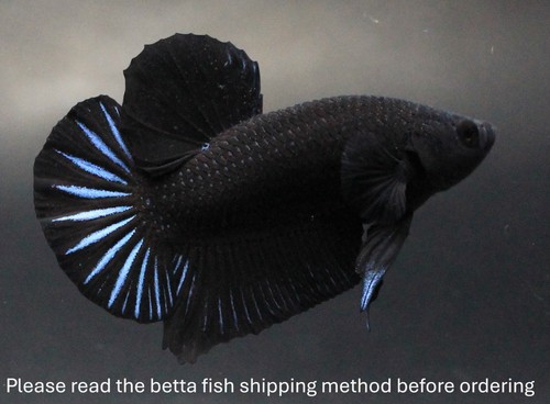 Poster nero fantasia betta - nero,