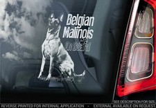 Adesivo auto belga Malinois -