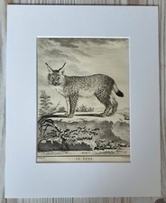 1767 litografia stampa