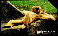 G 841 C&C 2911 USED ANIMAL