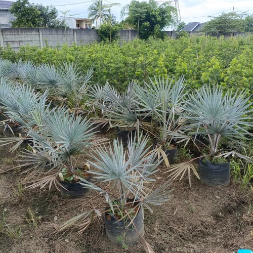Bismarckia silver palm pianta - bismarckia,