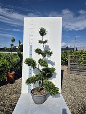Agrifoglio Giapponese 'Ilex crenata' Bonsai, Sempreverde Ornamentale -Foto Reali