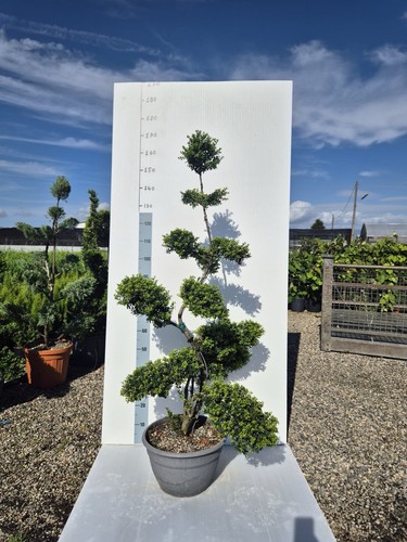 Agrifoglio giapponese ilex - giapponese, 'ilex