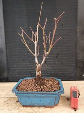 bonsai di  acero rosso   h 41