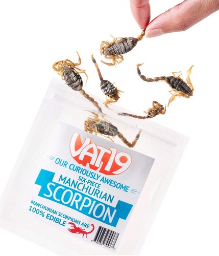Scorpioni della manciuria - scorpioni,