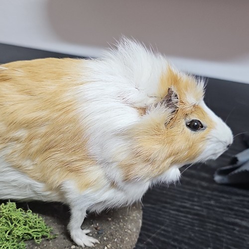 Cavia domestica porcellino - domestica, (porcellino