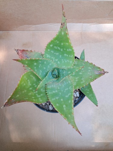 Aloe saponaria diametro - aloe,