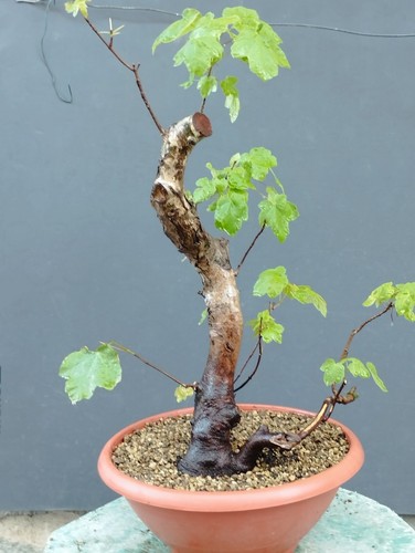 Pre bonsai acero - pre-bonsai, di