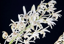 Specie Dendrobium speciosum