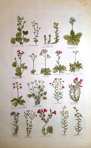 Stampa antica botanica erbario - botanica,