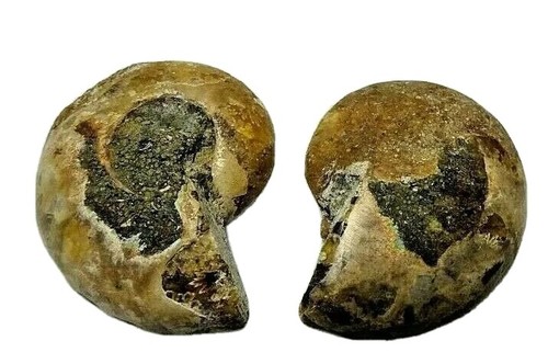 Coppia ammoniti - di,