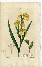 Antique Print-PL.202-IRIS DES