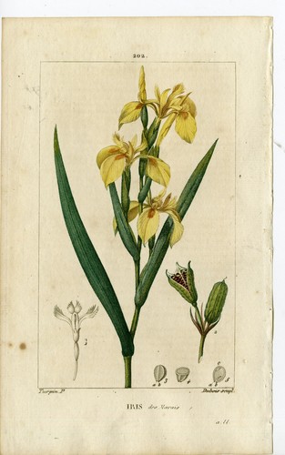 Antique print 202 iris - antique, print-pl.202-iris