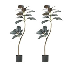 Ficus benjamini 120 170 - ficus,