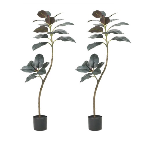 Ficus benjamini 120 170 - benjamini, cm