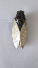 Soprammobile antico cicala