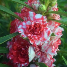 Camelia Impatiens Bianco Rossa 30 Semi Alta Germinabilita