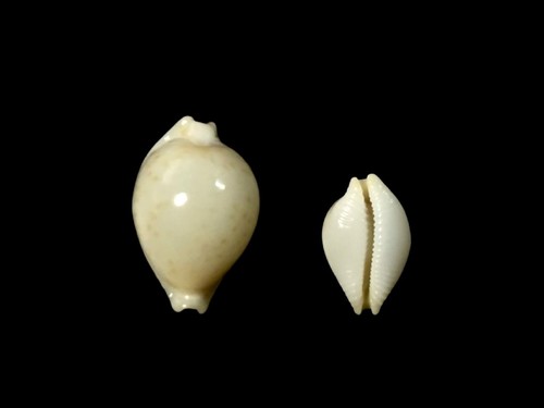 Cypraea pustularia mauiensis - cypraea,,