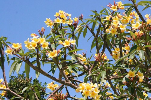 Semi plumeria aztec gold - di,