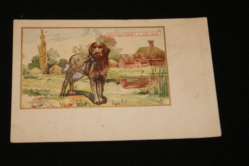 Chien griffon arret - a, poil
