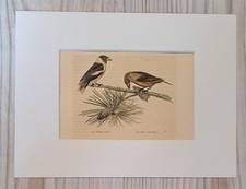 1852 litografia stampa