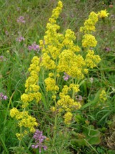 Lady's Bedstraw - Galium verum