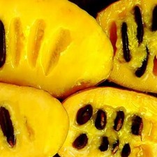 Premium Pawpaw. 10 Seeds. 2025