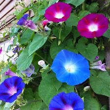 Semi di Ipomoea 60 semi Morning Glory,Ipomoea mix primaverile,cimelio biologico -150