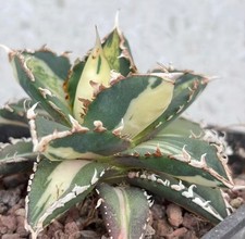 Agave titanota werewolf