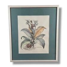 Stampa botanica vintage