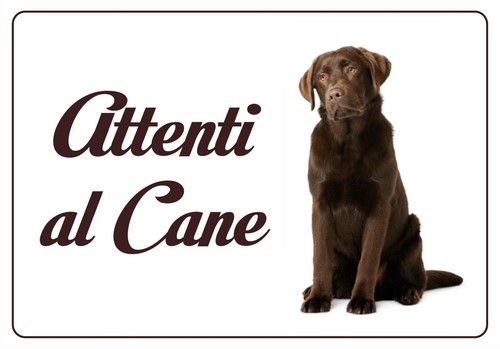 Labrador chocolate targa - chocolate,