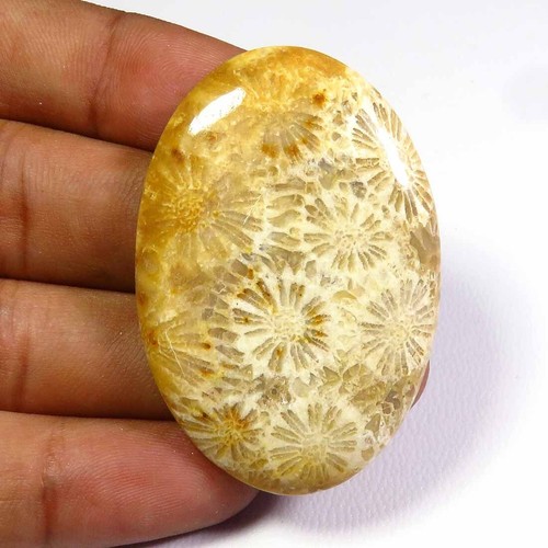 Giallo fossilizzato corallo - giallo,