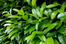 Lauro lauroceraso - ,