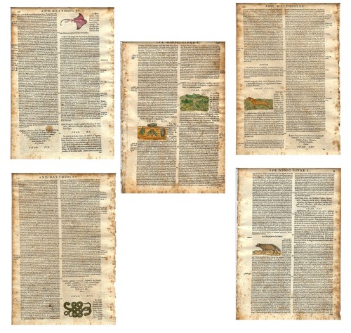 Stampe antiche erbario - antiche,