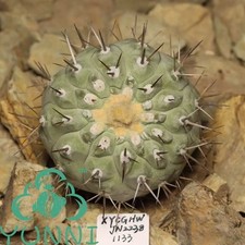 2cm copiapoa cinerea - copiapoa,