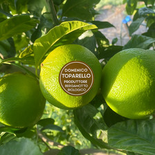 10 KG 🌿 BERGAMOTTO