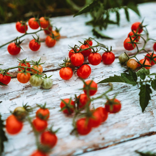 Everglades tomato seeds - tomato,