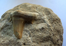 GRANDE DENTE FOSSILE DI SQUALO