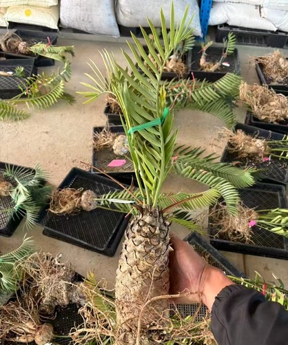 Encephalartos princeps alto - , 18
