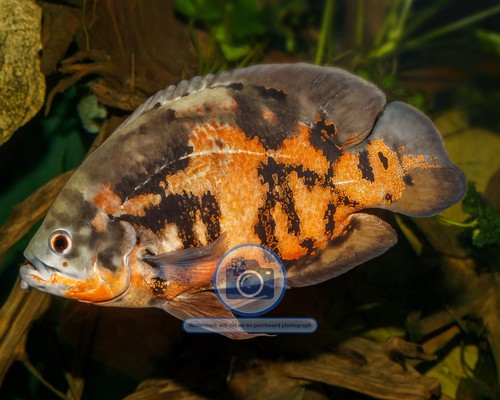 Foto 8x10 oscar fish karlsruhe - 8x10,