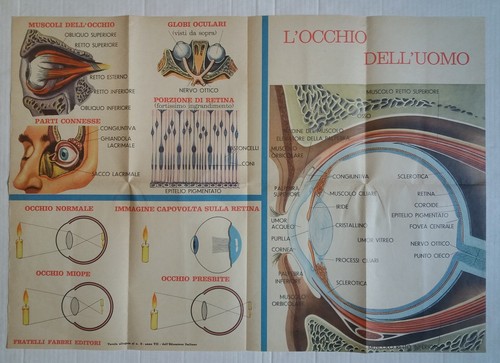 Occhio dell uomo - dell'uomo', oculista