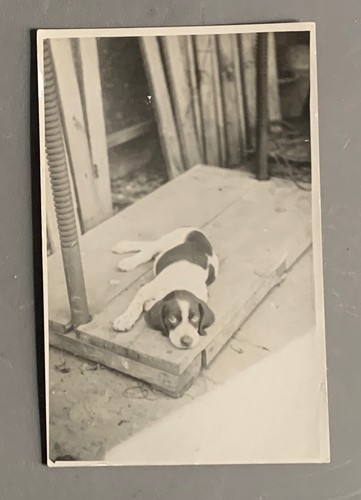 Carte photo chien - carte,