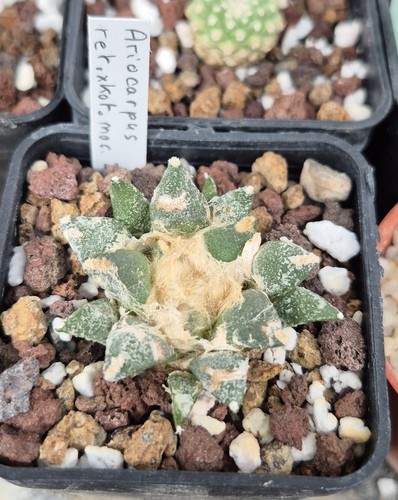 Ariocarpus retusus - , x